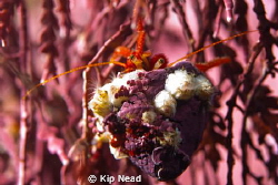 This was the first shot of the day and really was to just... by Kip Nead 